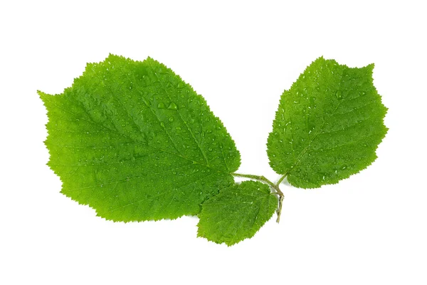 Folhas verdes com gotas de água no fundo branco — Fotografia de Stock