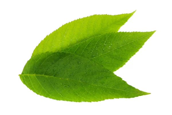 Green leaves on white background — Stock Photo, Image