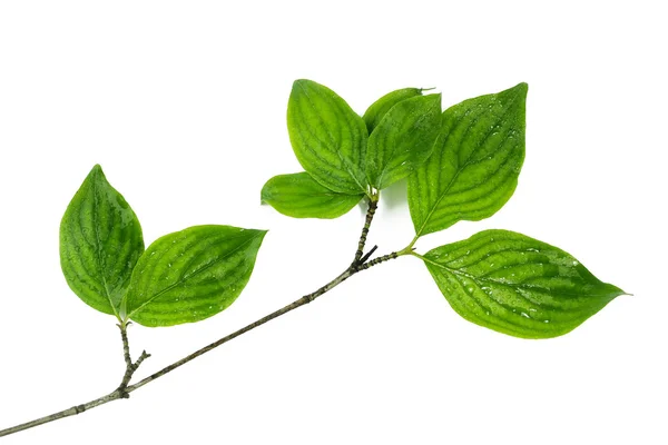 Twig with green leaves on white background — Stock Photo, Image