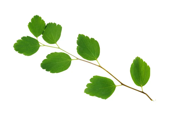 Galho com folhas verdes sobre fundo branco — Fotografia de Stock