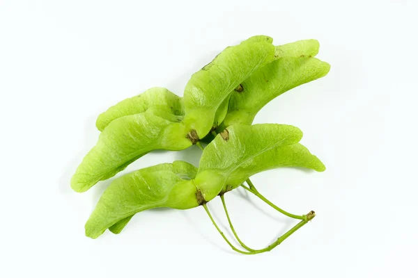 Maple seeds on white background — Stock Photo, Image