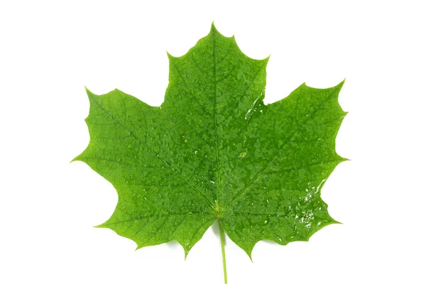 Klon zielony liść z wody spadnie na białym tle — Zdjęcie stockowe