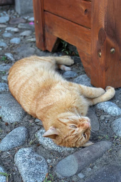 Jengibre gato acostado en el pavimento de piedra —  Fotos de Stock