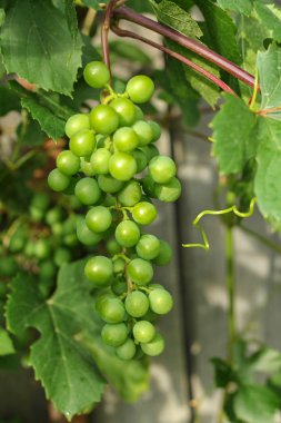 Asma üzerinde üzüm demet