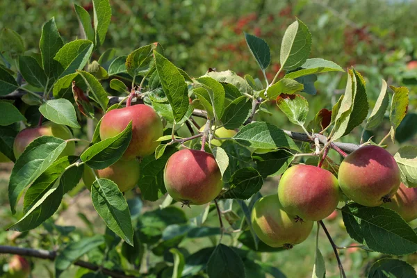 Närbild av twig med äpplen — Stockfoto
