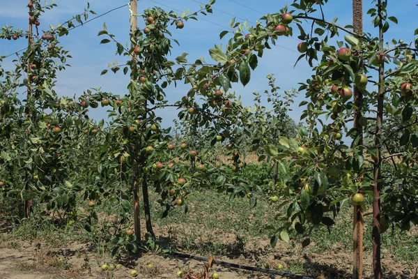 Apple trees in the garden — Stock Photo, Image