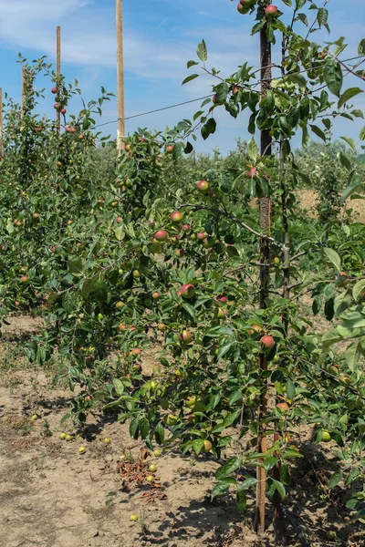 Apple trees in the garden — Stock Photo, Image