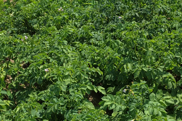 Blommande potatis fältet bakgrund — Stockfoto