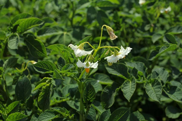 Närbild av potatis blomma — Stockfoto