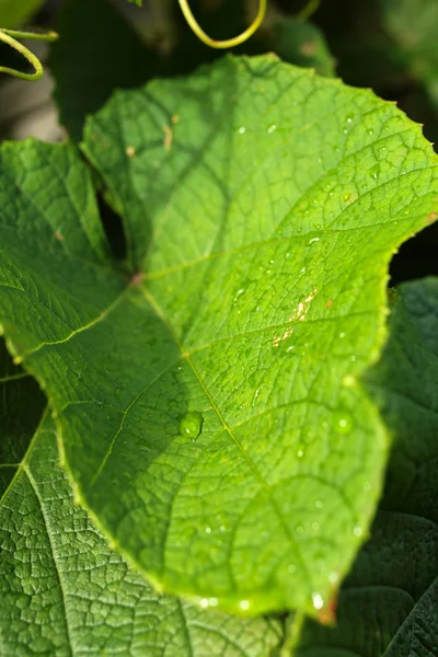 Close-up van wijnstokken blad met water druppels — Stockfoto