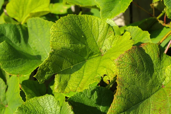 Closeup of vine leaves, natural background — Stock Photo, Image