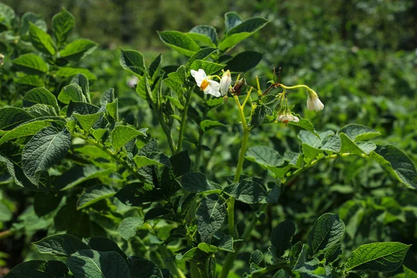 Zbliżenie kwiatów ziemniaki — Zdjęcie stockowe