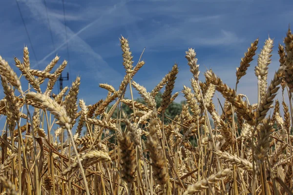 Campo di grano contro cielo blu — Foto Stock