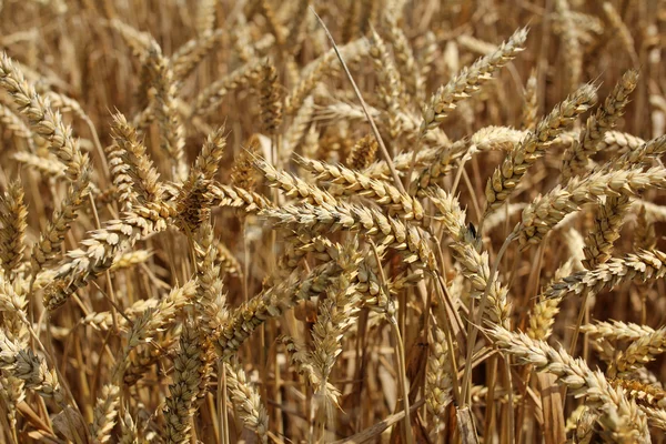 Primo piano di spighe di grano, sfondo campo di grano — Foto Stock