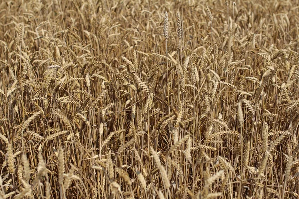 Primo piano delle spighe di grano — Foto Stock