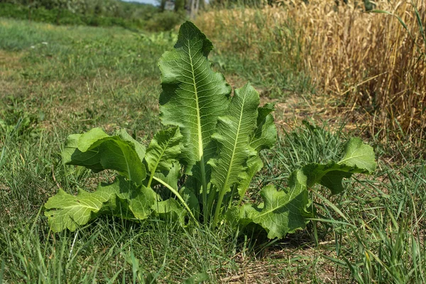 Closeup of horseradish plant — Stock Photo, Image
