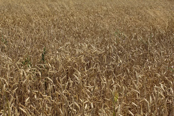 Campo di grano sfondo, messa a fuoco selettiva — Foto Stock