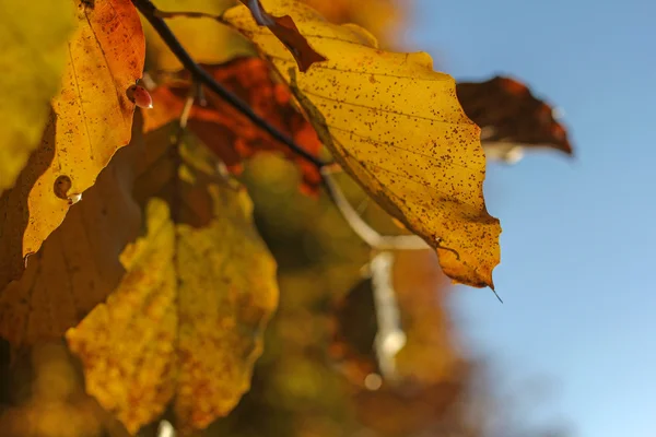 Цветные размытые осенние листья фона — стоковое фото