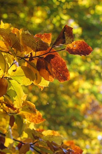 Φύλλα του φθινοπώρου φόντο, bokeh στο παρασκήνιο — Φωτογραφία Αρχείου