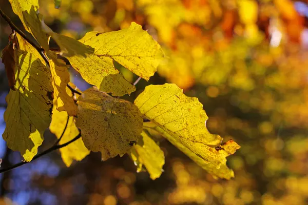 Close-up van de herfst bladeren, onscherpe achtergrond — Stockfoto