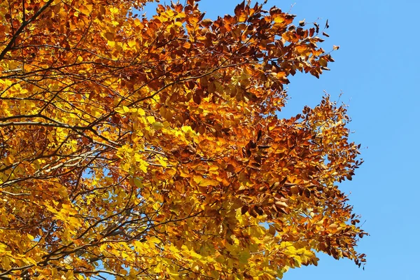 Hermoso árbol de otoño contra el cielo azul — Foto de Stock