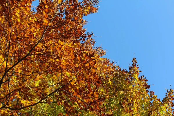 푸른 하늘을 배경으로 가을 나무 — 스톡 사진