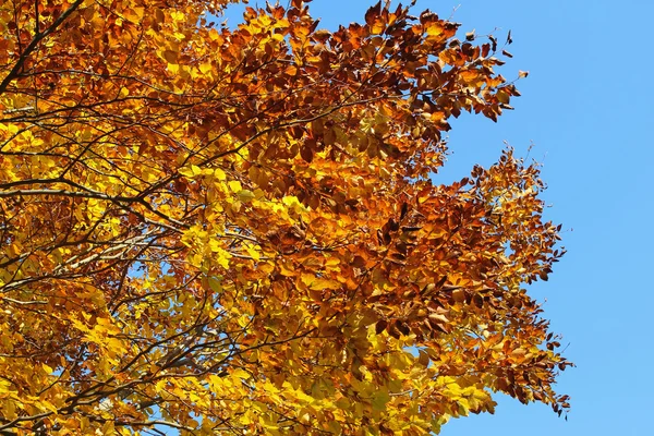 Beautiful autumn tree against blue sky Stock Image