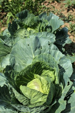 Bahçede genç lahana