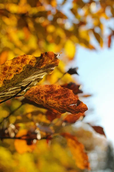 Closeup της πολύχρωμα φύλλα του φθινοπώρου — Φωτογραφία Αρχείου