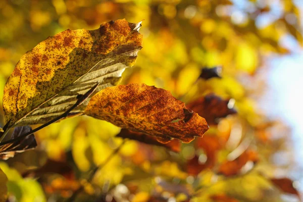 Close-up de folhas de outono, fundo borrado — Fotografia de Stock