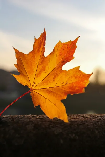 Hoja de arce de otoño durante la puesta del sol — Foto de Stock