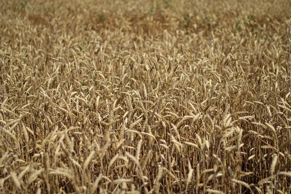 밀밭 배경 — 스톡 사진