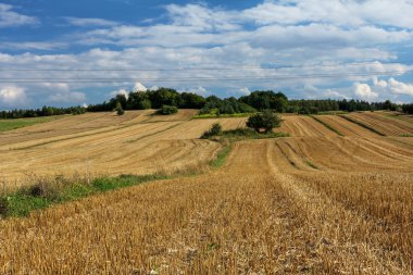 güzel yaz kırsal manzara