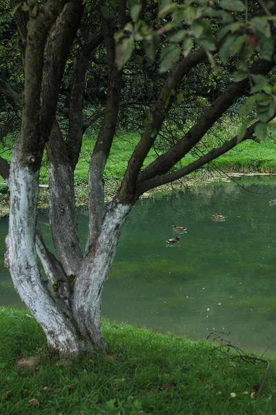 Ördekler alacakaranlıkta bir havuzda — Stok fotoğraf