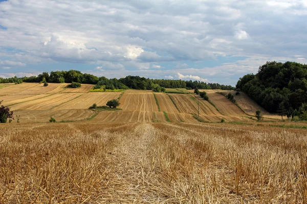 Paysage d'été avec champs après la récolte — Photo