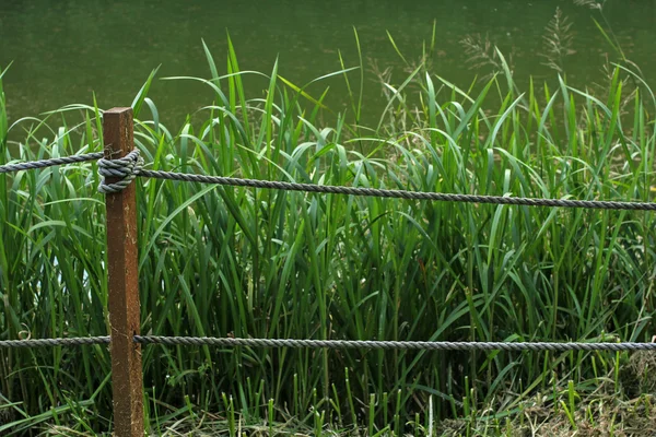 Borda crescida da lagoa de peixes — Fotografia de Stock