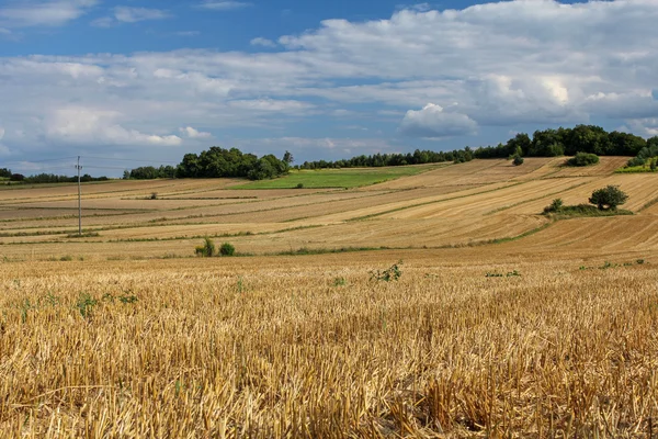 doğal yaz kırsal manzara