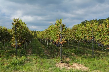 Peyzaj sonbahar üzüm
