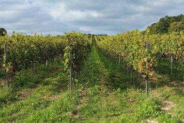 Üzüm bağıyla manzara