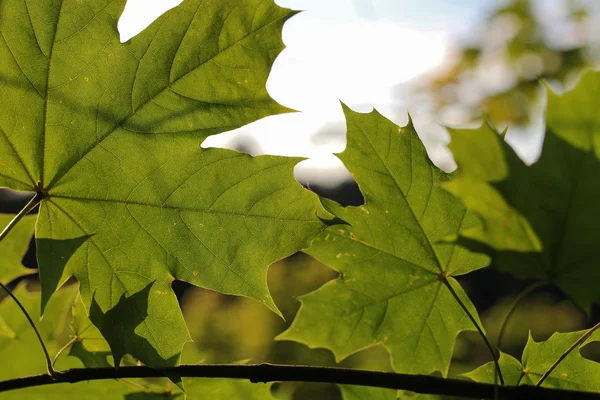 Zomer groene bladeren — Stockfoto