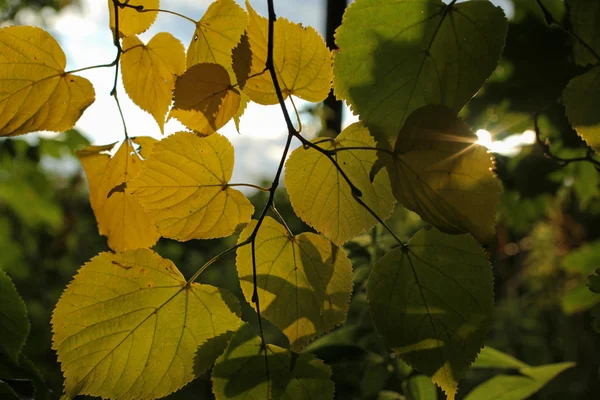 Folhas verdes e amarelas de verão, reunindo crepúsculo, raios de sol — Fotografia de Stock