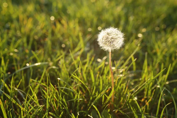 Dente-de-leão na grama exuberante nos raios do sol poente — Fotografia de Stock