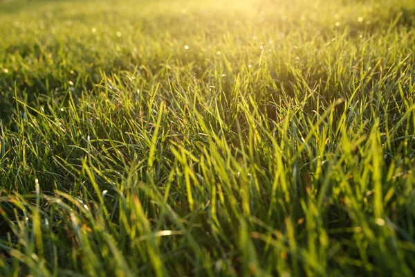 Luce solare illuminante erba verde lussureggiante, sfondo naturale — Foto Stock