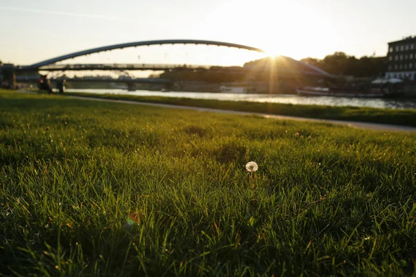 Die untergehende Sonne auf den Boulevards durch Grashalme gesehen — Stockfoto