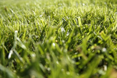 çimen, küçük derinlik-in tarla, arka plan olarak yararlı closeup