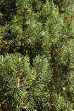 cüce çam, arka plan olarak yararlı closeup