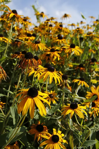 Belles fleurs jaunes (Rudbeckia, coneflowers ) — Photo