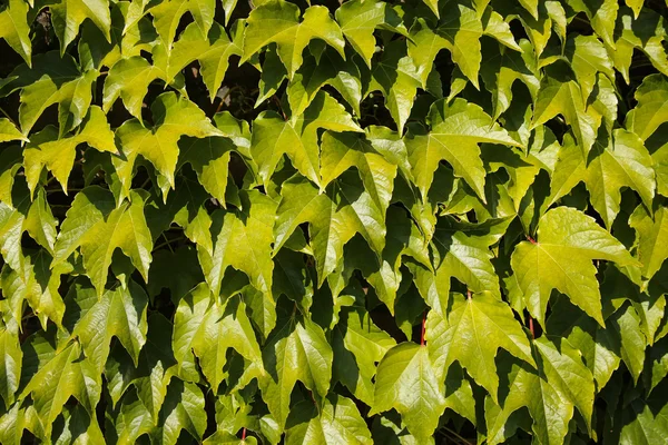 Ivy vine background — Stock Photo, Image