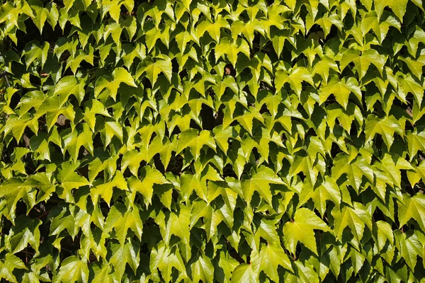 Closeup of ivy vine, useful as a background — Stock Photo, Image