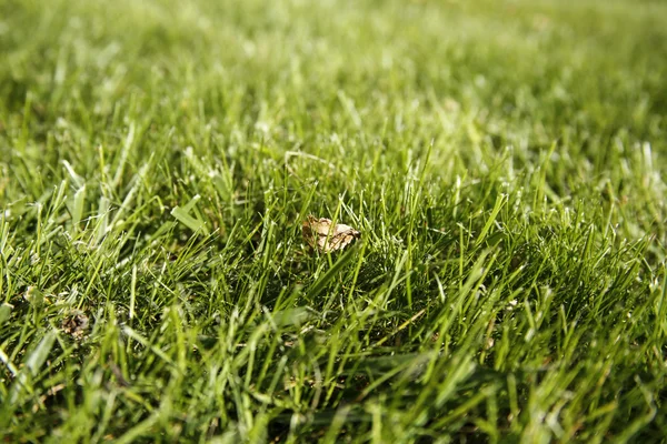 Primer plano de césped verde, pequeña profundidad de campo, útil como fondo —  Fotos de Stock